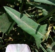  Leaf